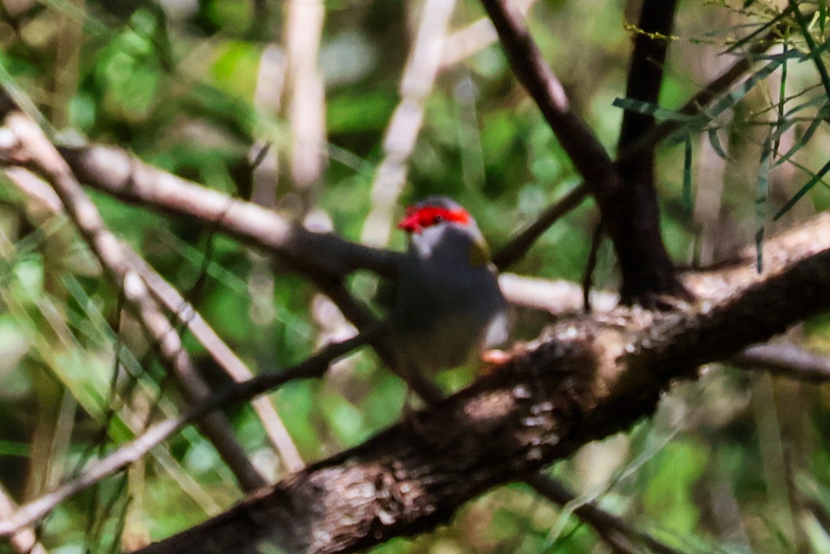 Red-browed Firetail - Sonia Boughton
