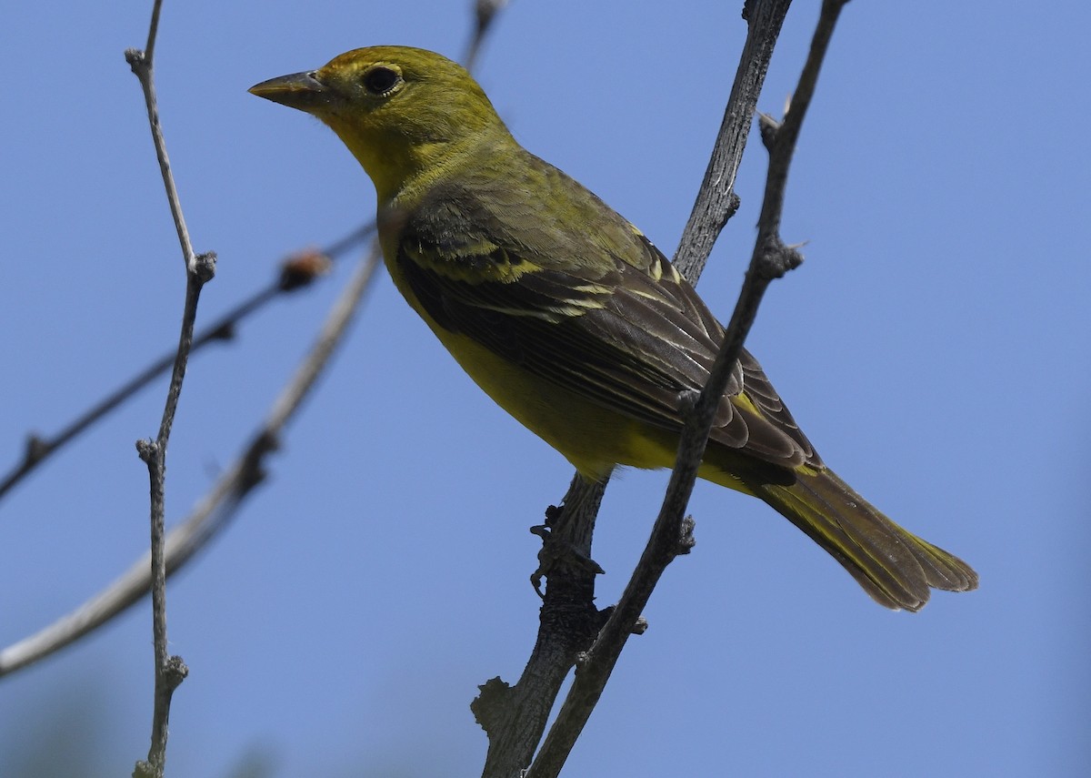 Western Tanager - ML618075415