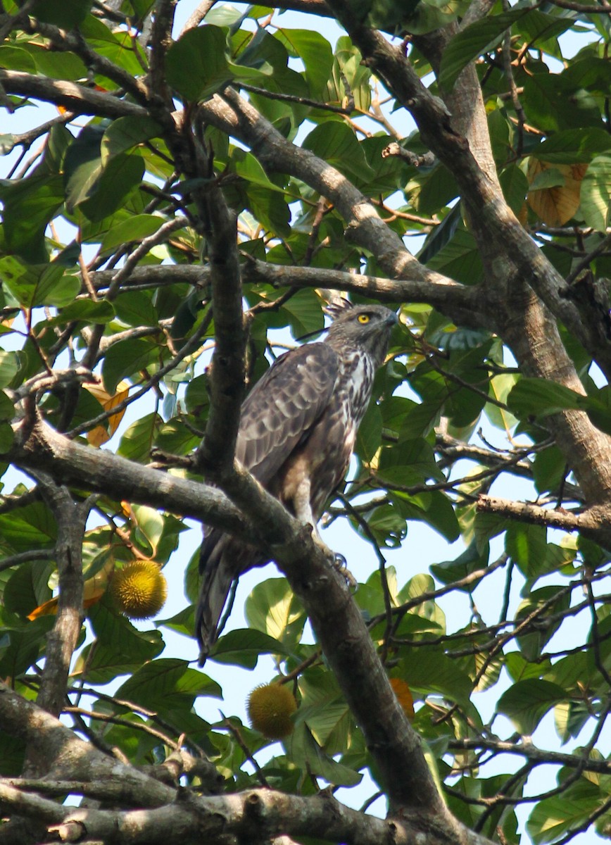 Changeable Hawk-Eagle (Crested) - ML618075426