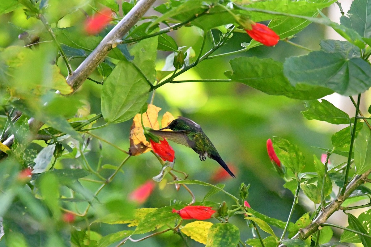 kolibřík portorický - ML618075446