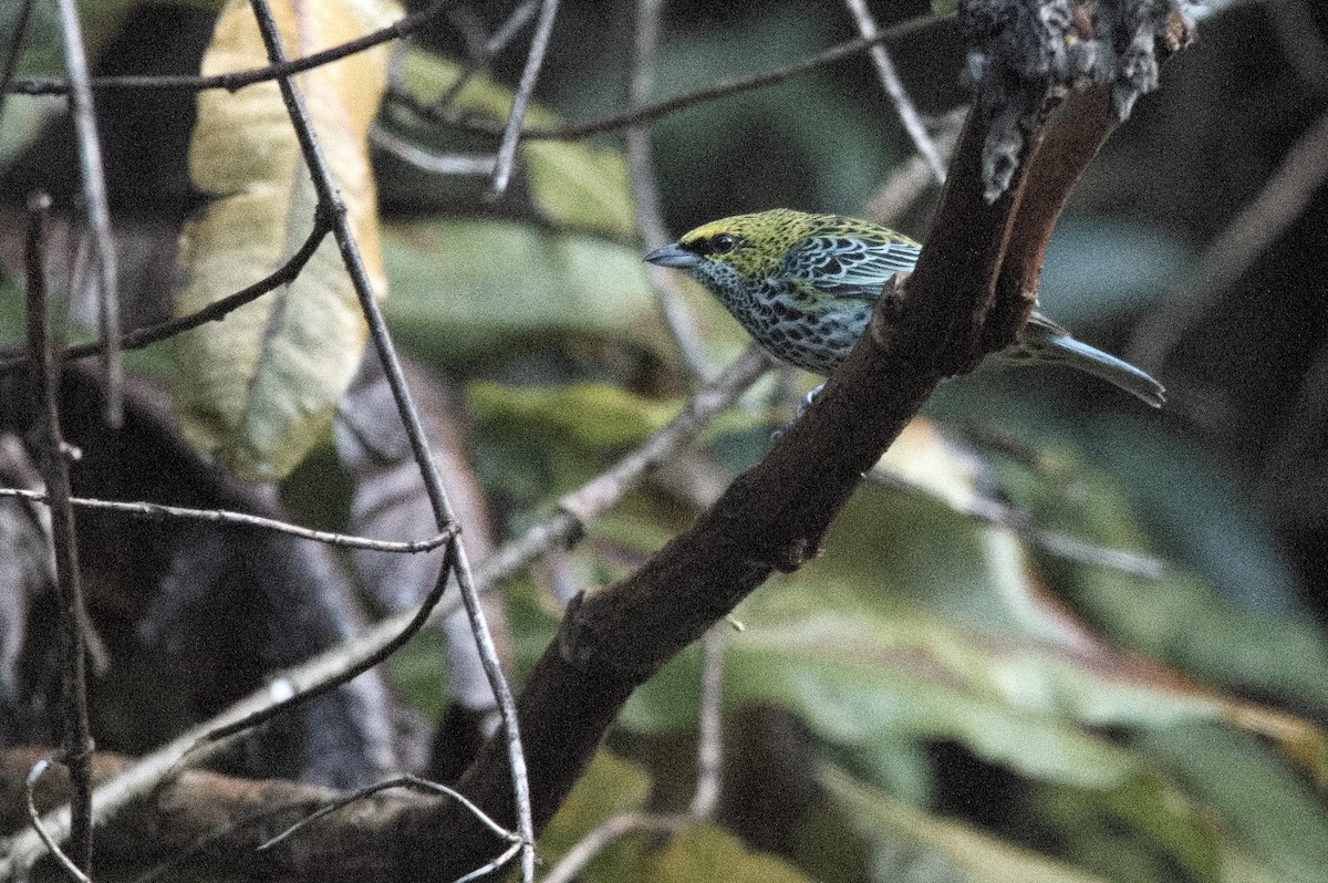 Speckled Tanager - ML618075465
