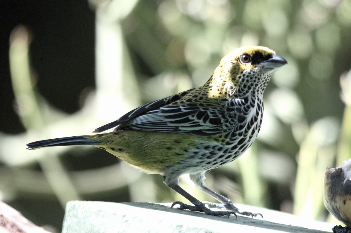 Speckled Tanager - ML618075466