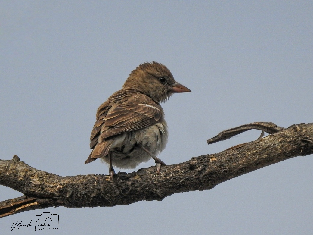 Yellow-throated Sparrow - Manish Shukla