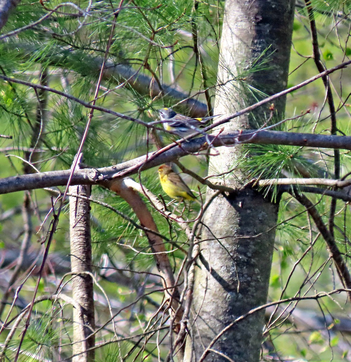 Yellow-rumped Warbler - Shilo McDonald