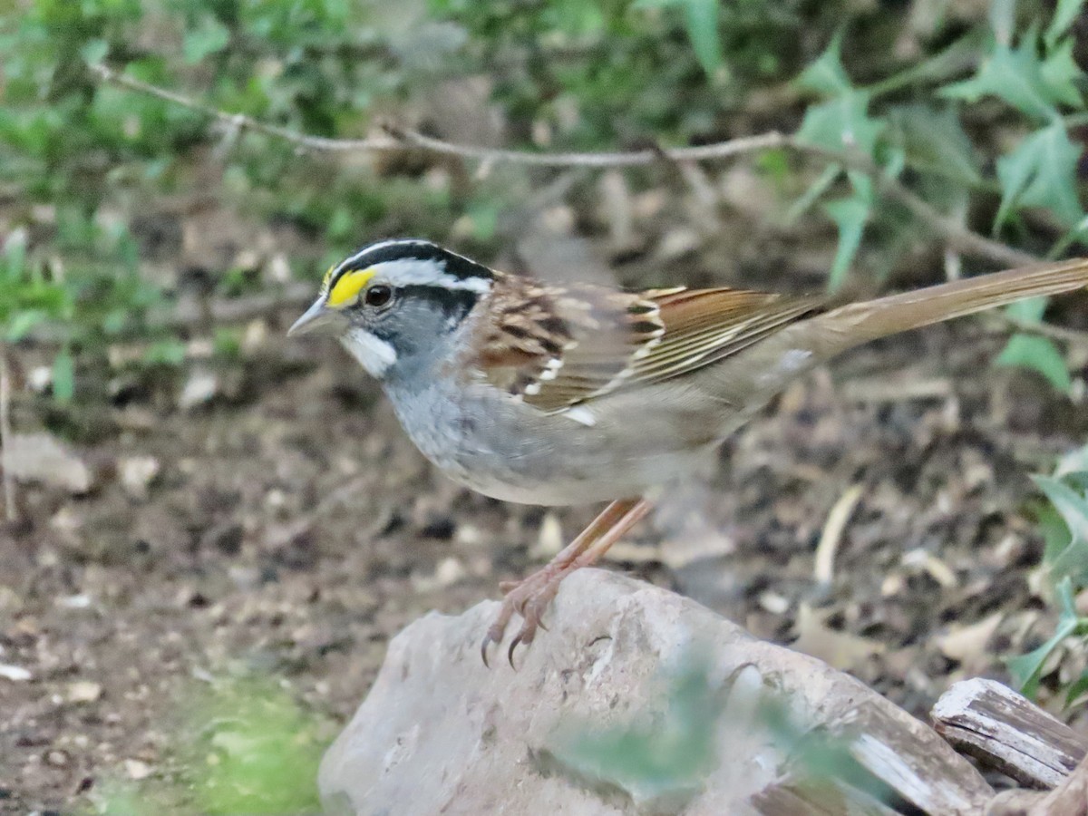 White-throated Sparrow - Carol Comeau