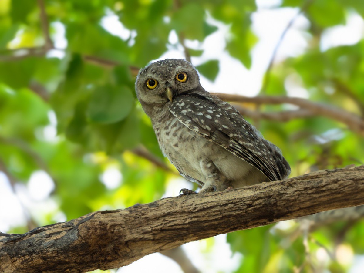 Spotted Owlet - Nuttapong Jomjan