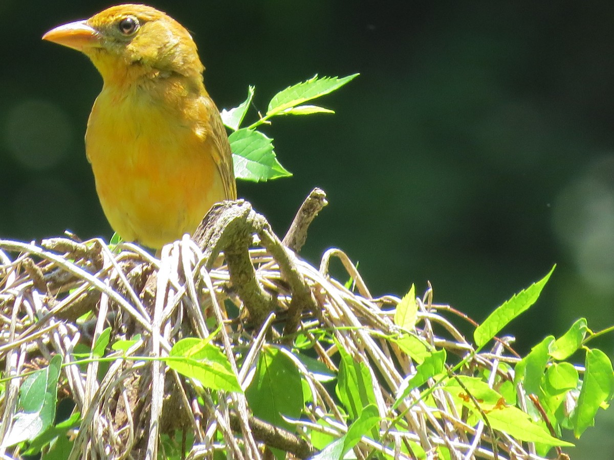 Summer Tanager - Paul Frost