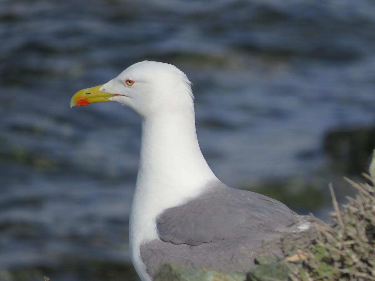 Yellow-legged Gull - Oriol Miquel