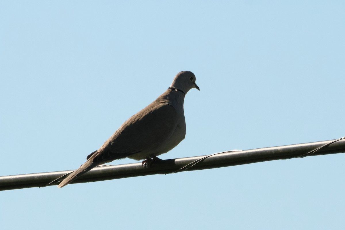 Eurasian Collared-Dove - ML618075634