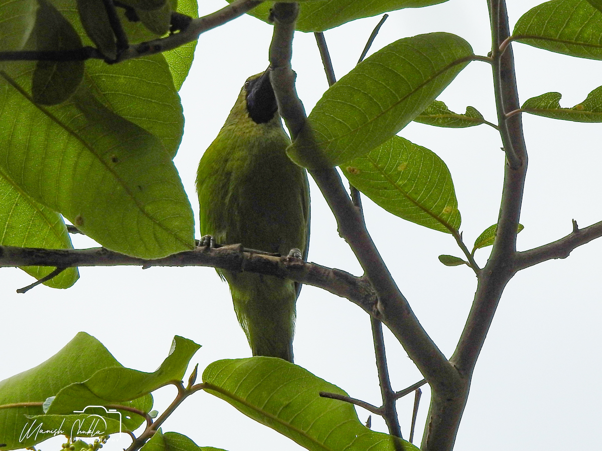 Jerdon's Leafbird - Manish Shukla