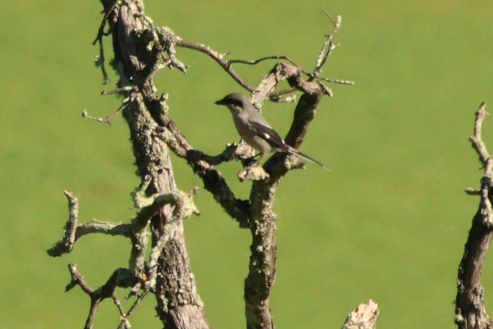 Iberian Gray Shrike - Alexandre Hespanhol Leitão