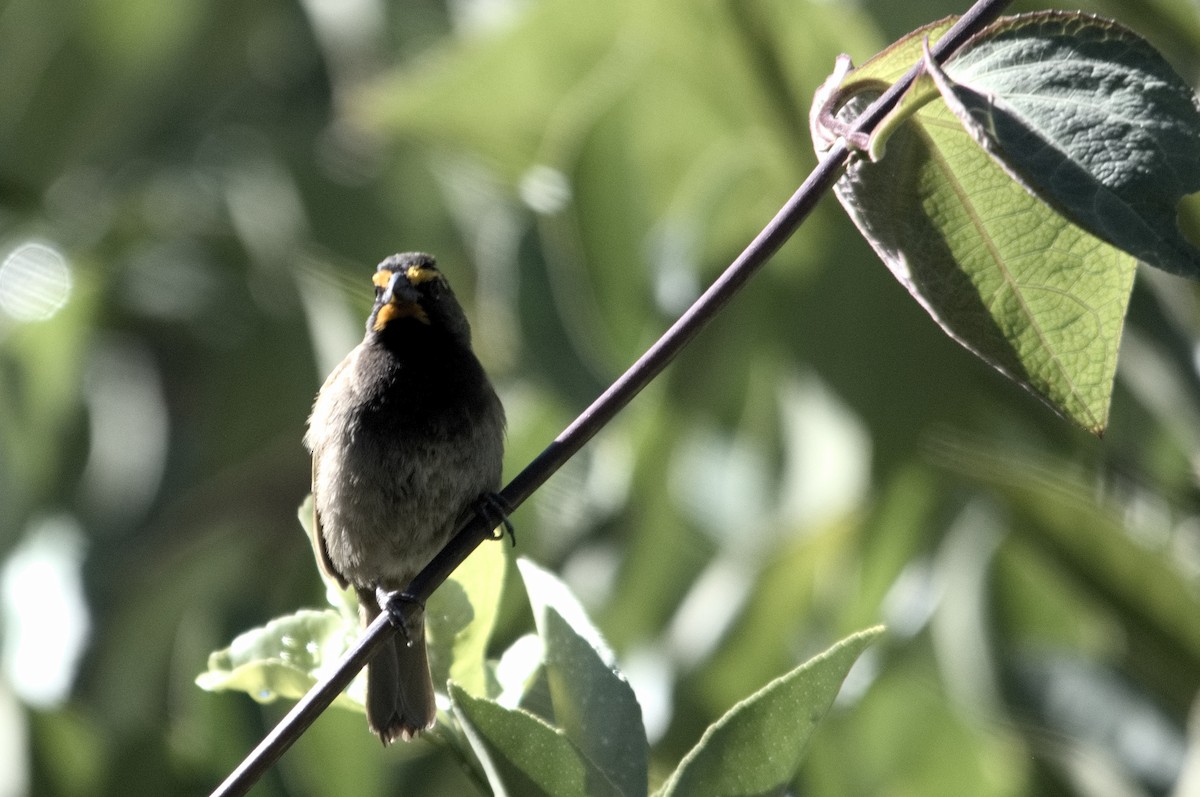Yellow-faced Grassquit - Kevin Thompson