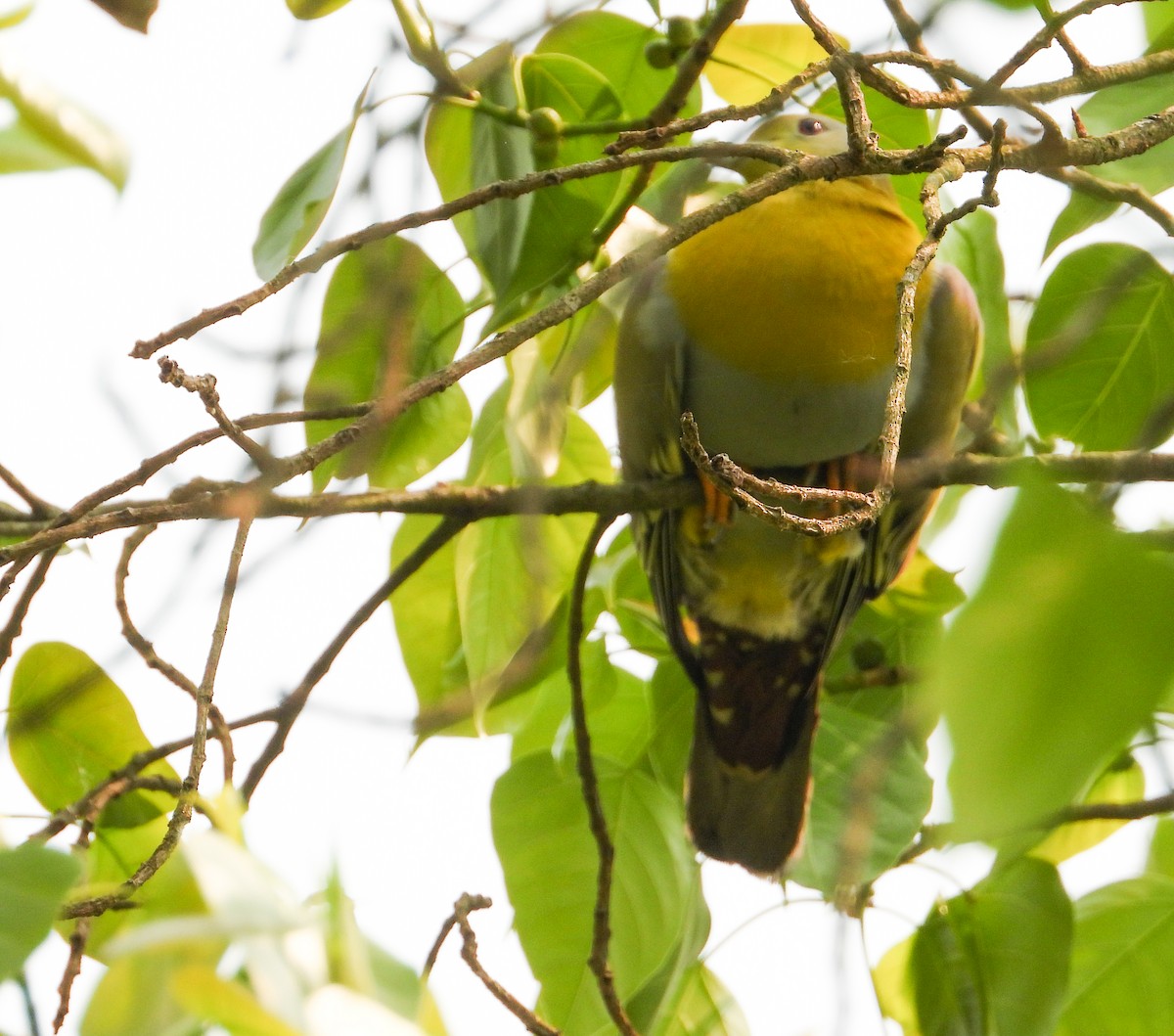 Yellow-footed Green-Pigeon - ML618075695