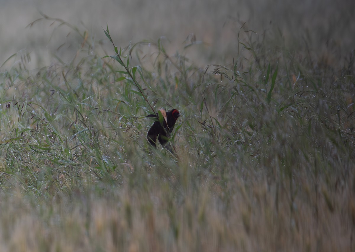 Red-cowled Widowbird - simon walkley