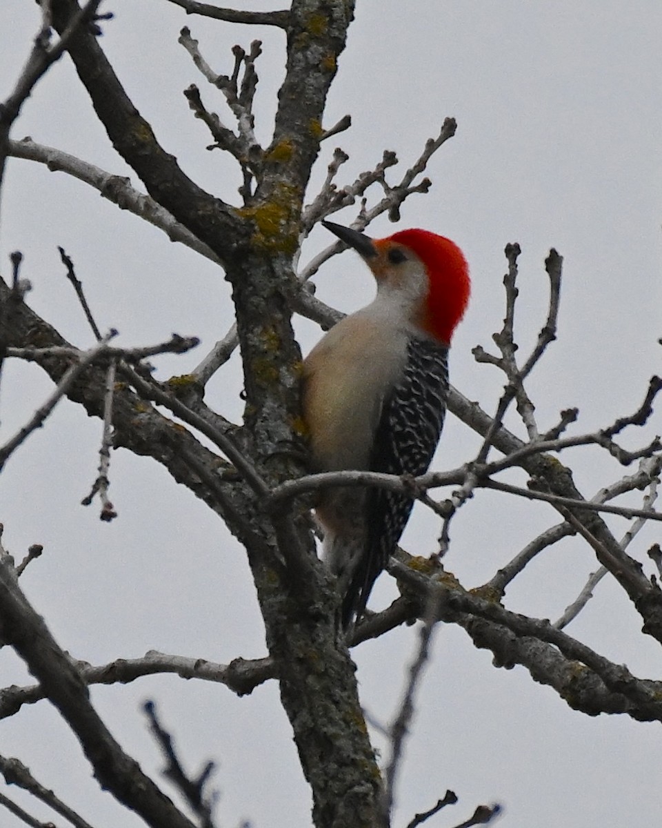 Red-bellied Woodpecker - ML618075713