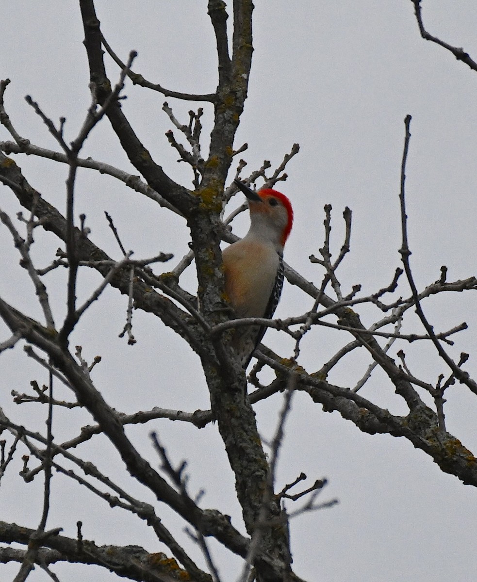 Red-bellied Woodpecker - Damian Vraniak