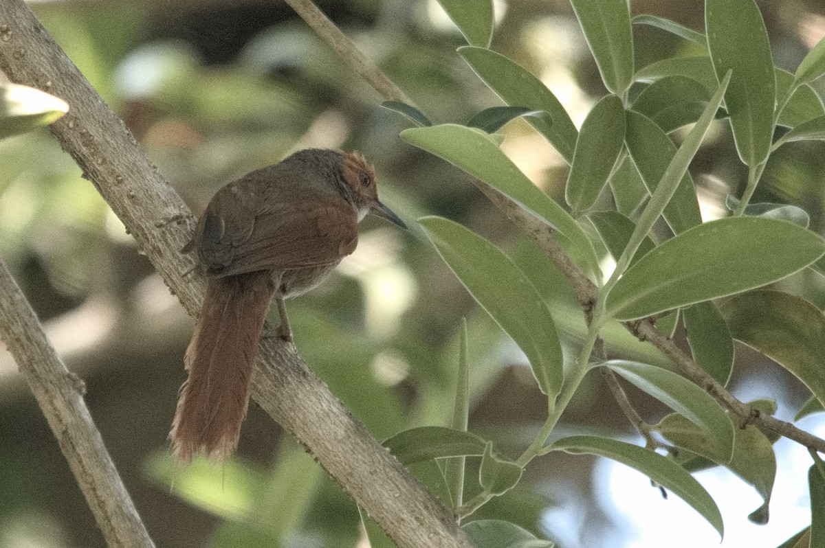 Red-faced Spinetail - Kevin Thompson
