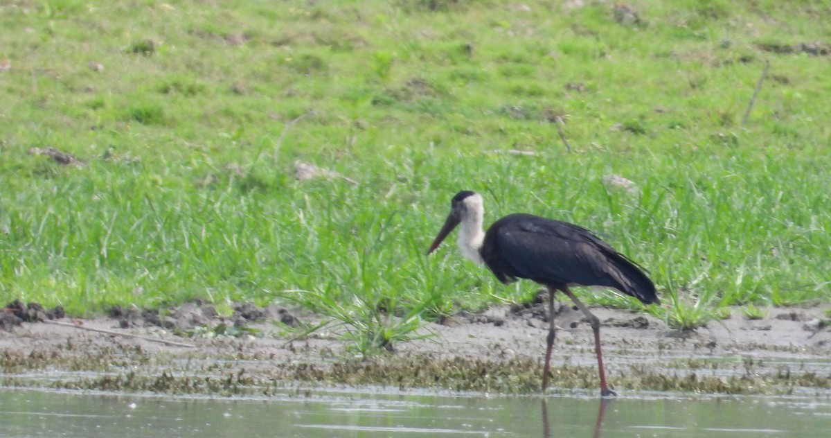 Asian Woolly-necked Stork - tina shangloo