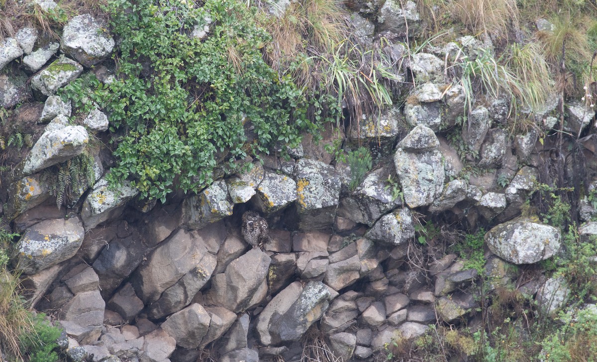 Cape Eagle-Owl (Northern) - ML618075752