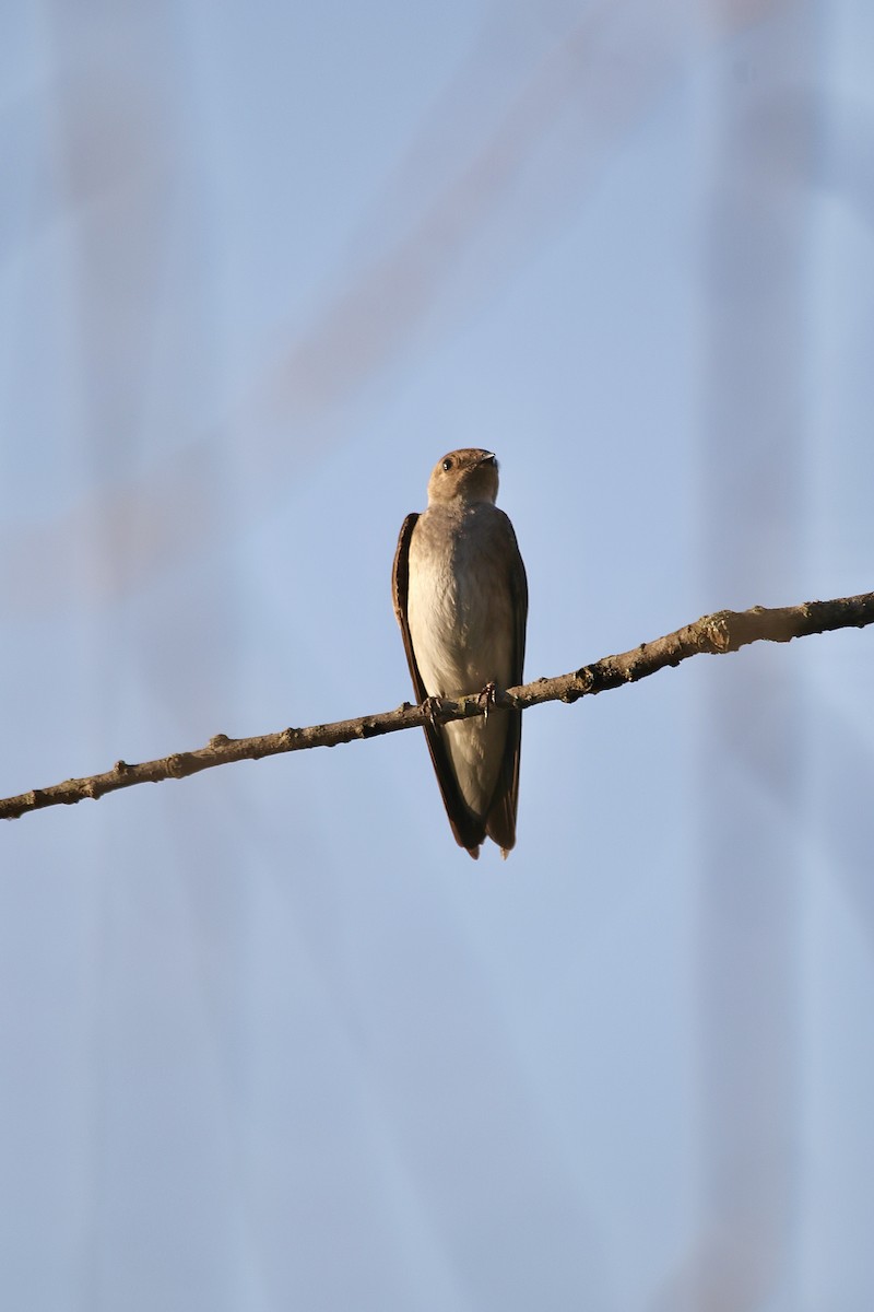 Northern Rough-winged Swallow - Andy M