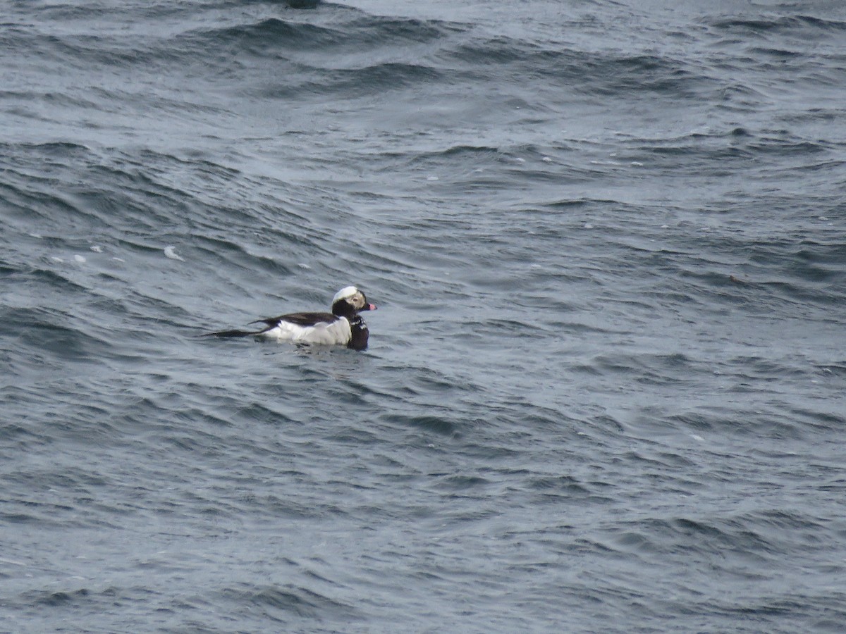 Long-tailed Duck - ML618075788