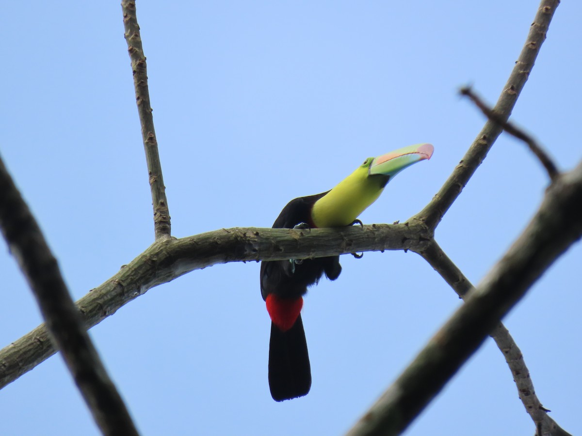Keel-billed Toucan - Stephen Younger