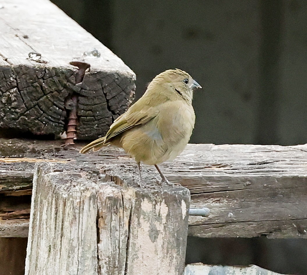 Lesser Antillean Bullfinch - Maciej  Kotlarski