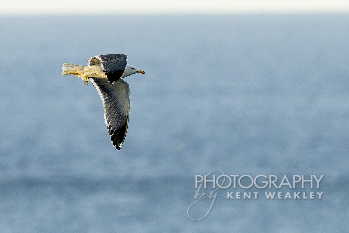 Yellow-legged Gull - Kent Weakley