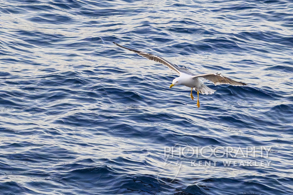 Yellow-legged Gull - ML618075864