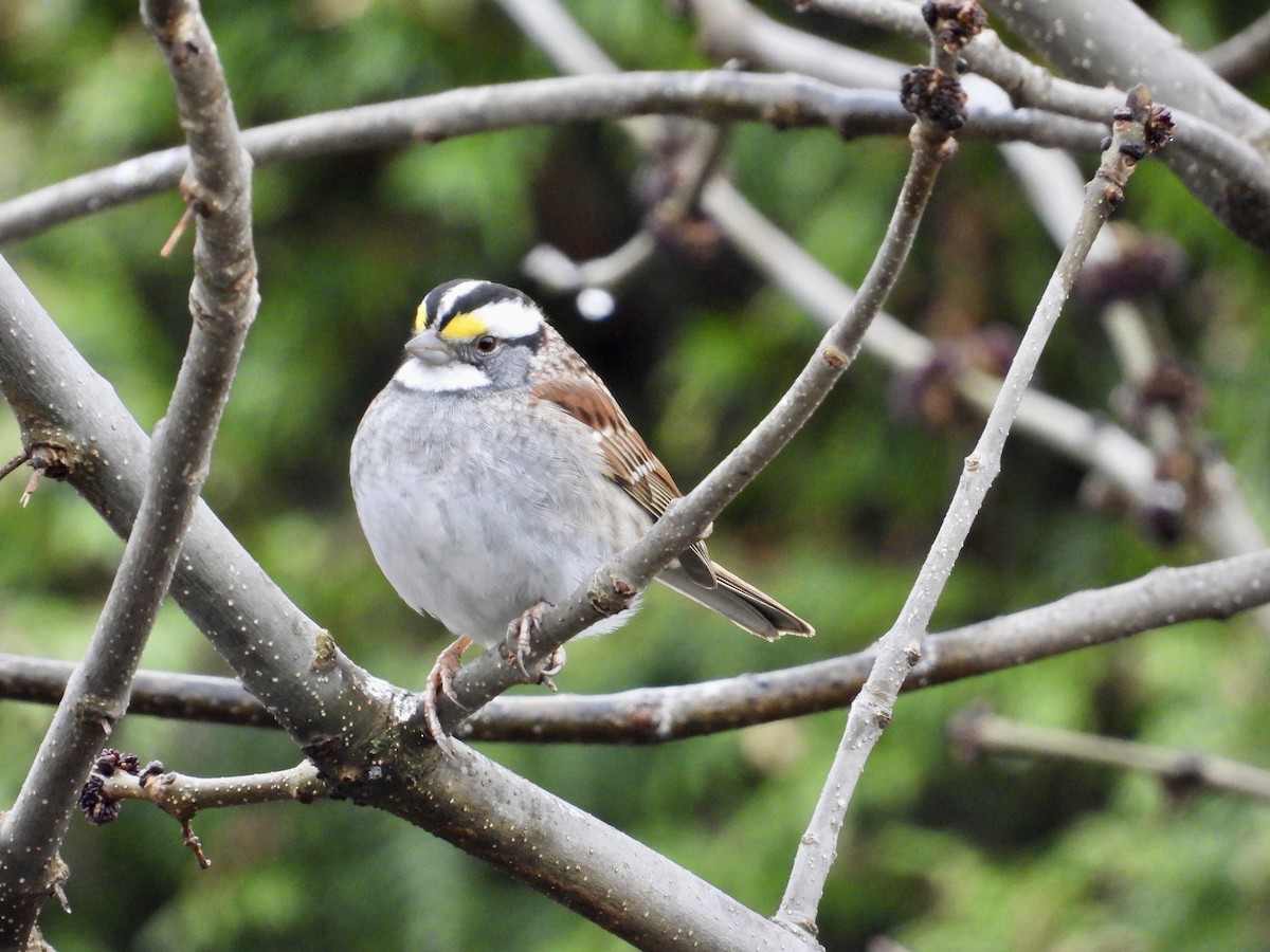 White-throated Sparrow - Martine Parent
