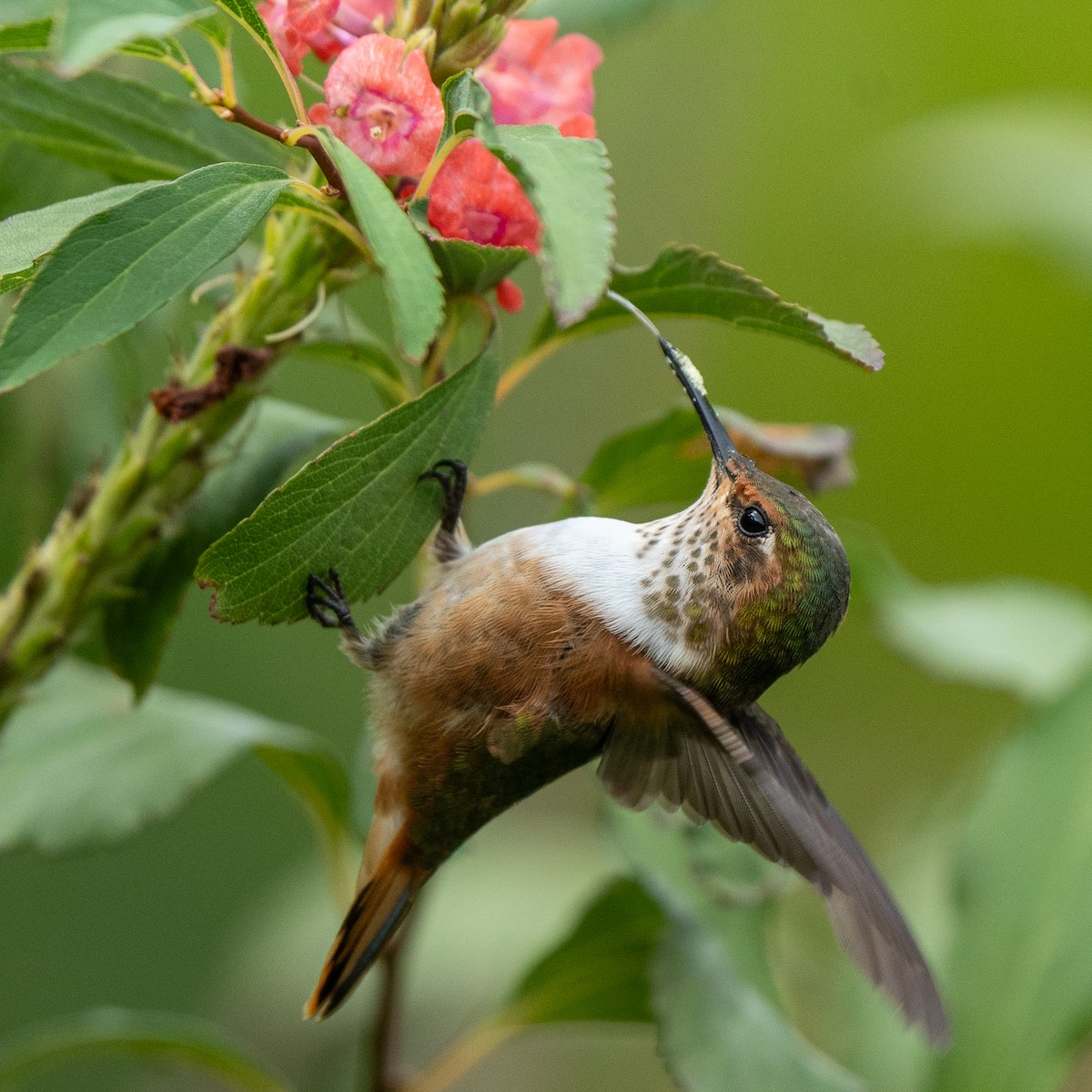 Scintillant Hummingbird - Anthony Batista