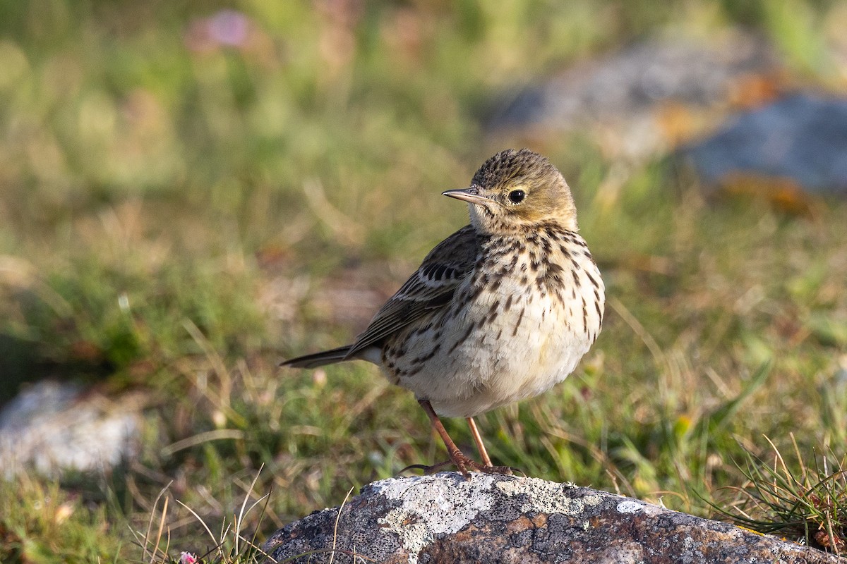 Meadow Pipit - ML618075897
