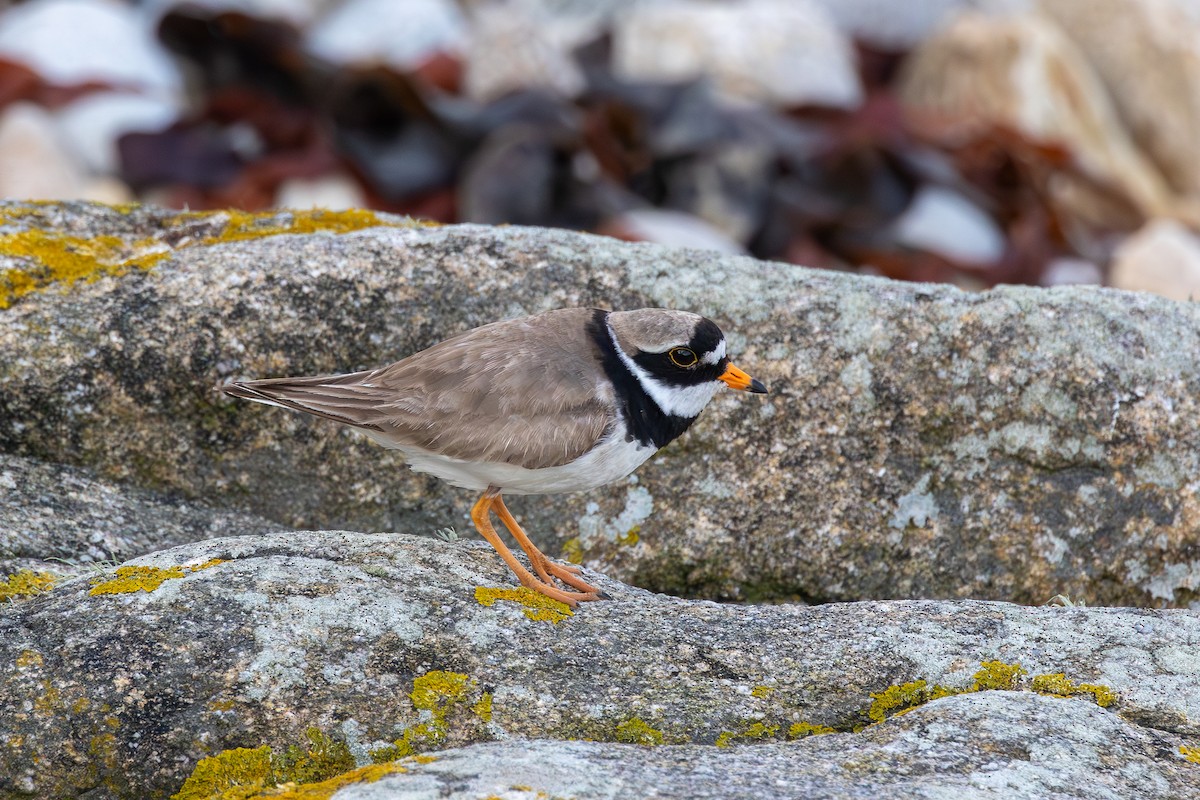 Common Ringed Plover - ML618075898