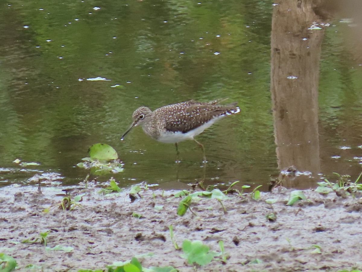 Solitary Sandpiper - Stephen Younger