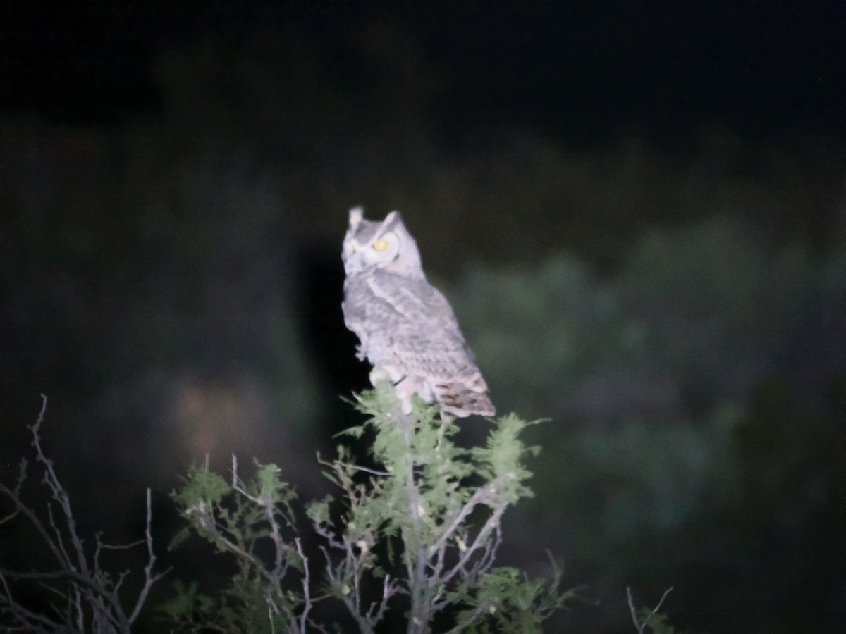 Great Horned Owl - ML618075918