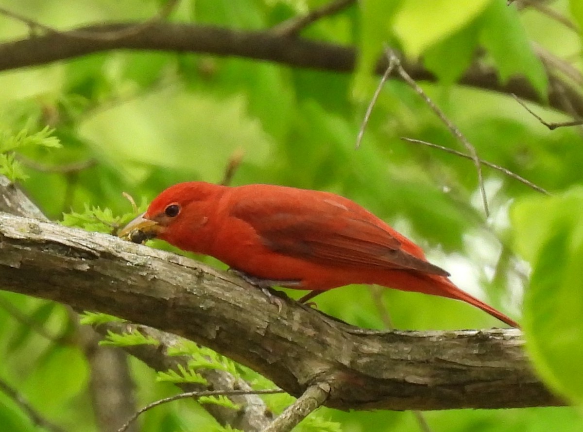 Summer Tanager - Marilyn Smith