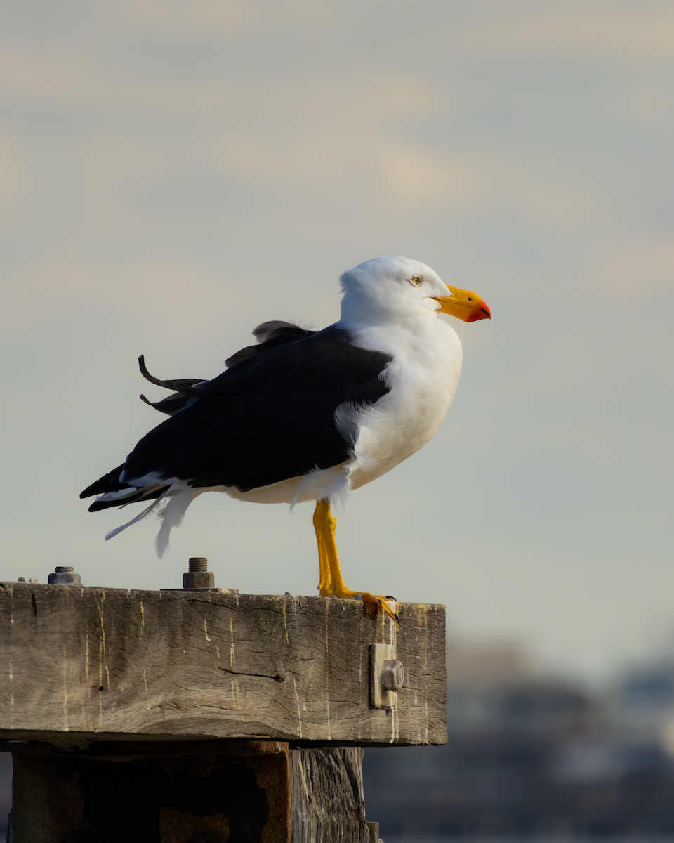 Pacific Gull - Adriel Yetman