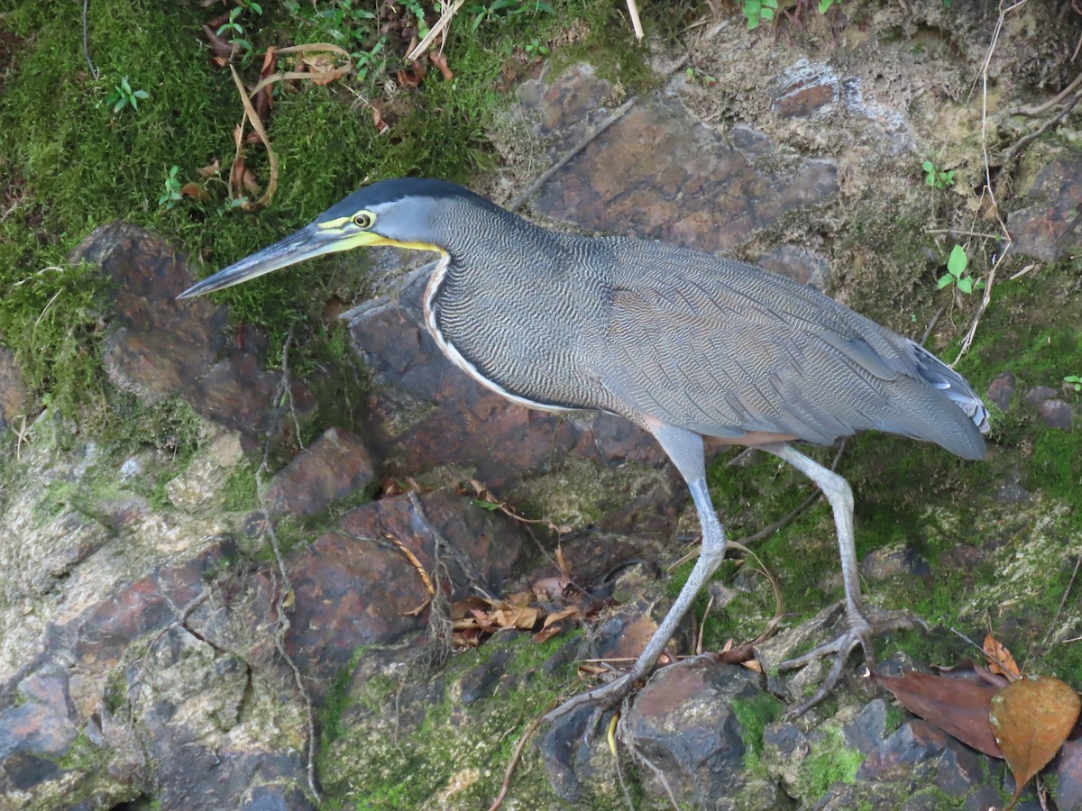 Bare-throated Tiger-Heron - Stephen Younger