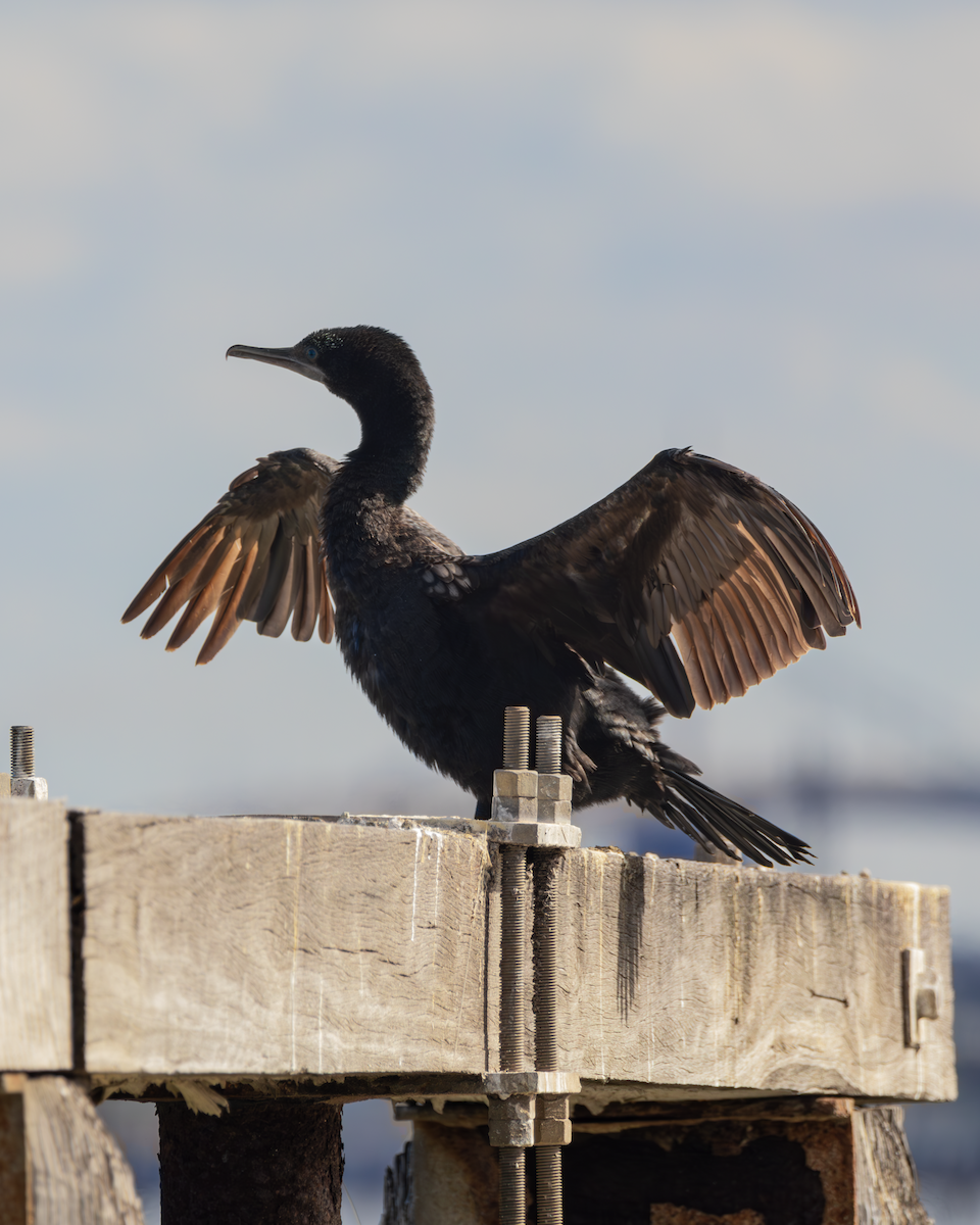 Little Black Cormorant - Adriel Yetman