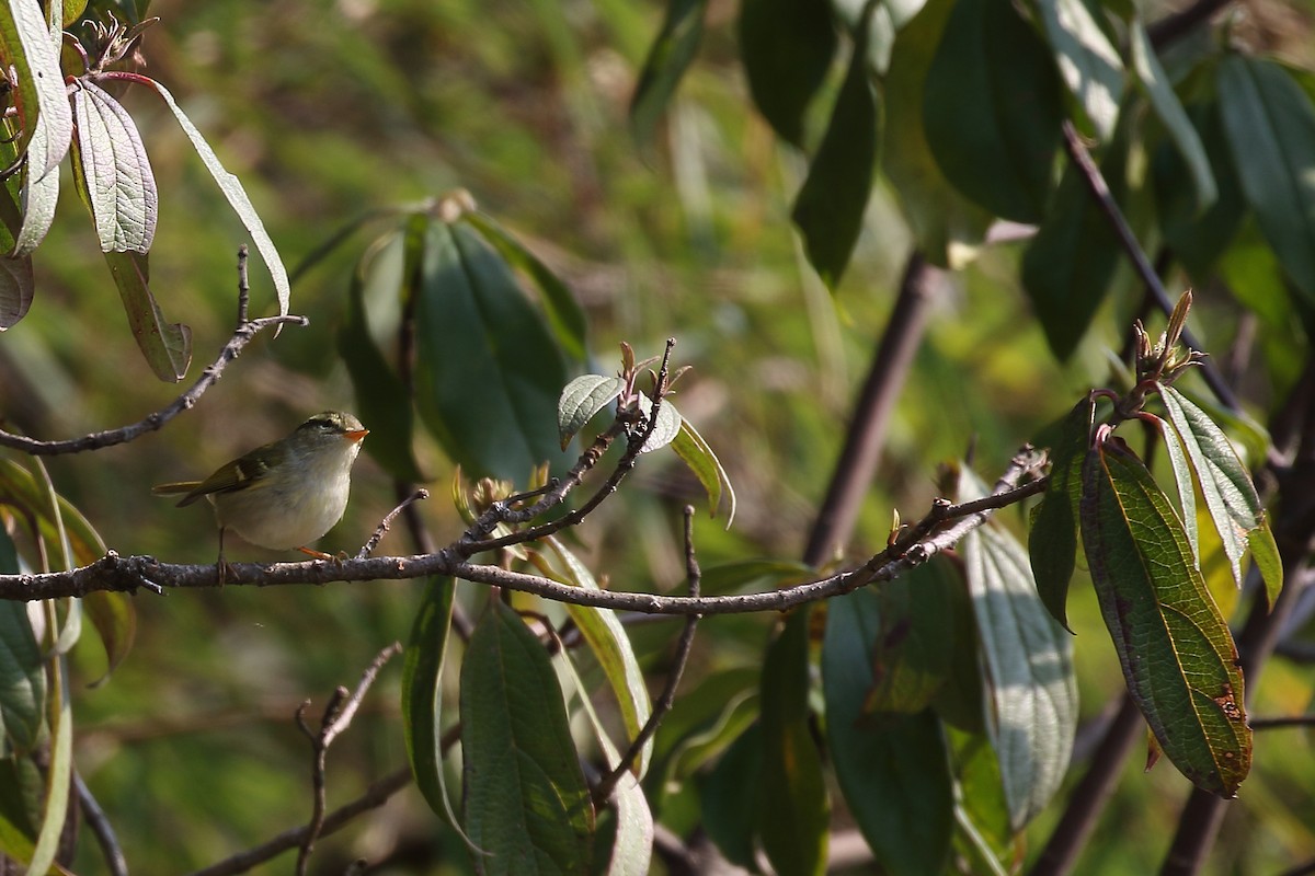 Blyth's Leaf Warbler - ML618075969