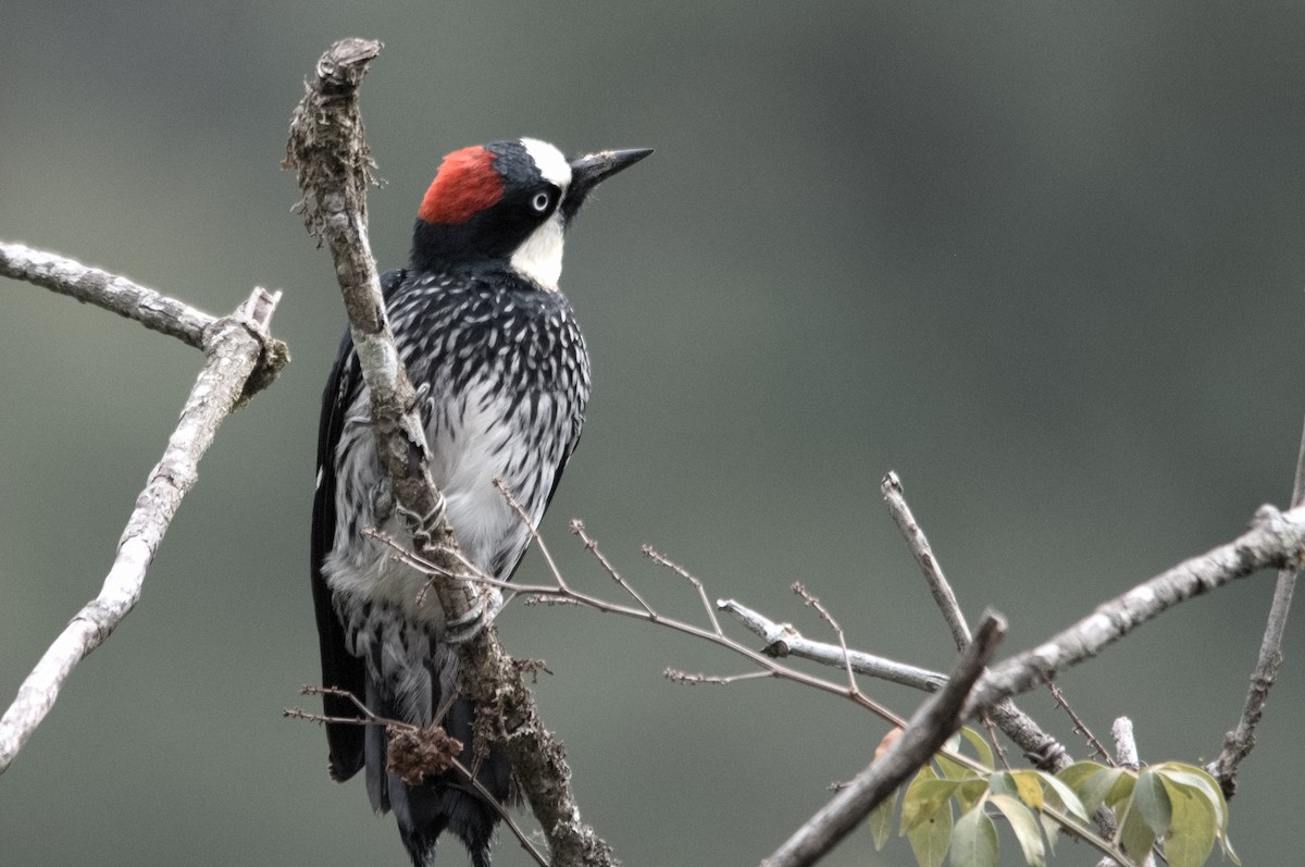 Acorn Woodpecker - Kevin Thompson