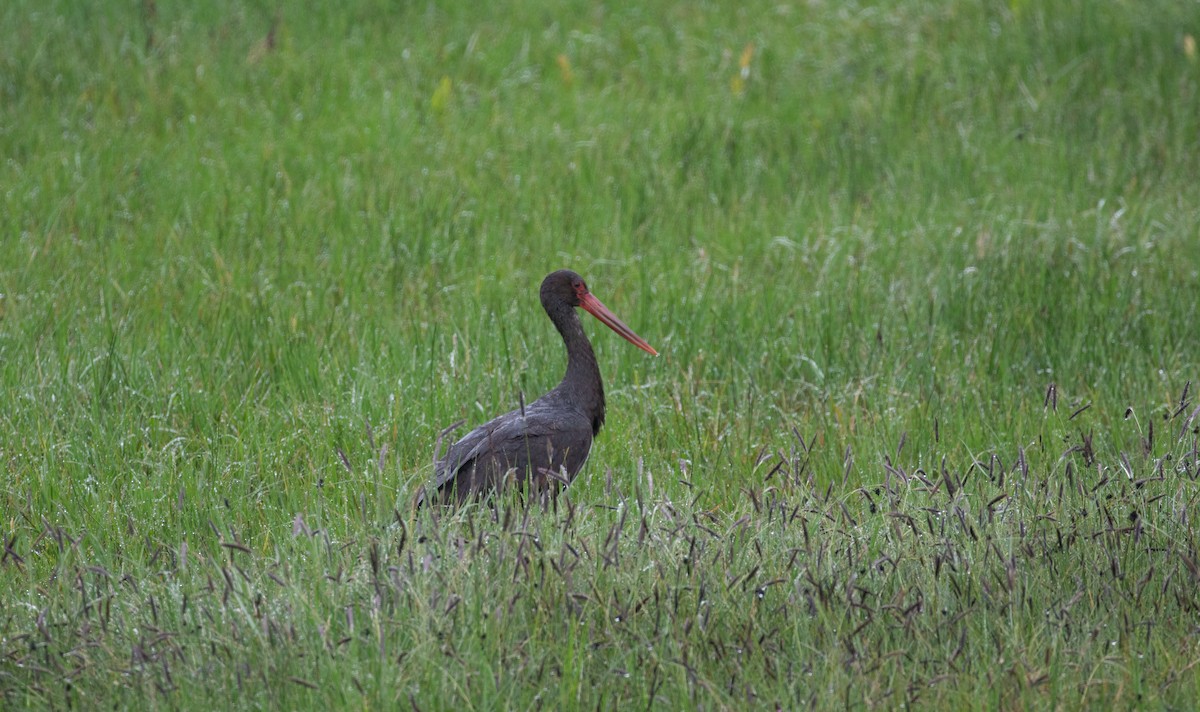 Black Stork - simon walkley
