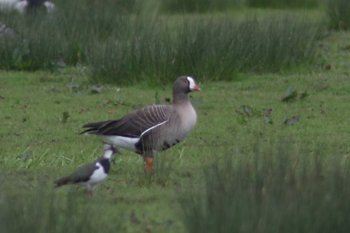 Lesser White-fronted Goose - ML618075984