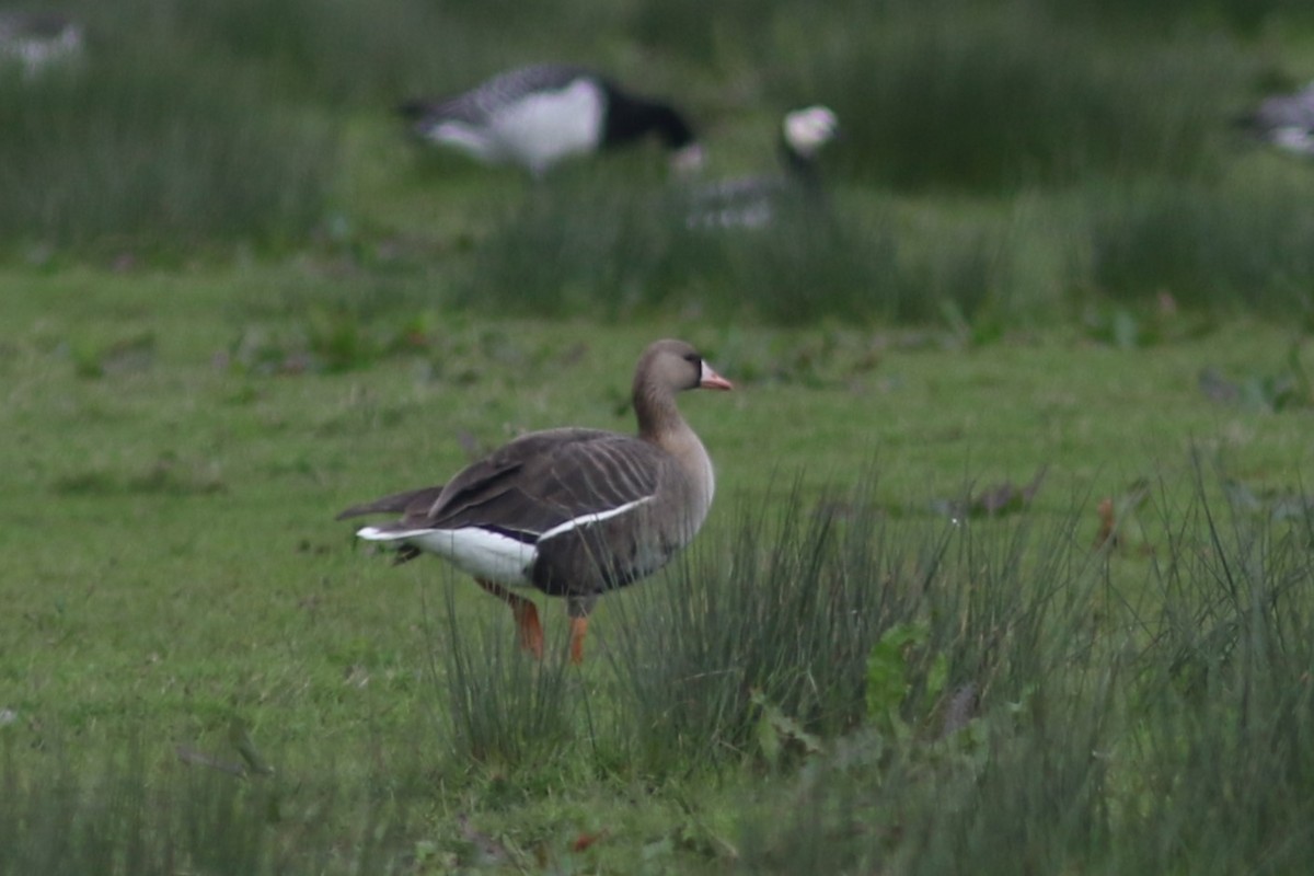 Greater White-fronted Goose - ML618075985