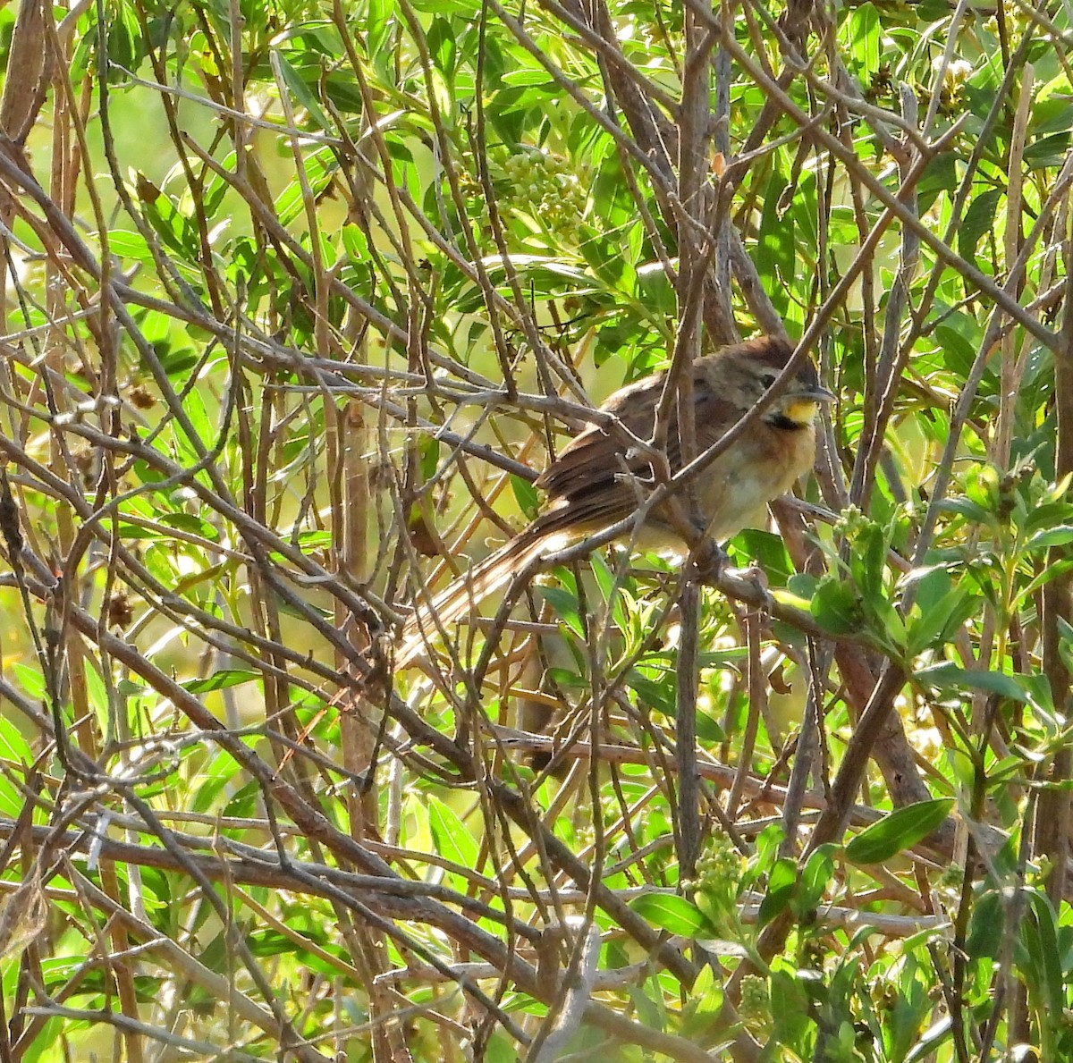 Chotoy Spinetail - ML618075996
