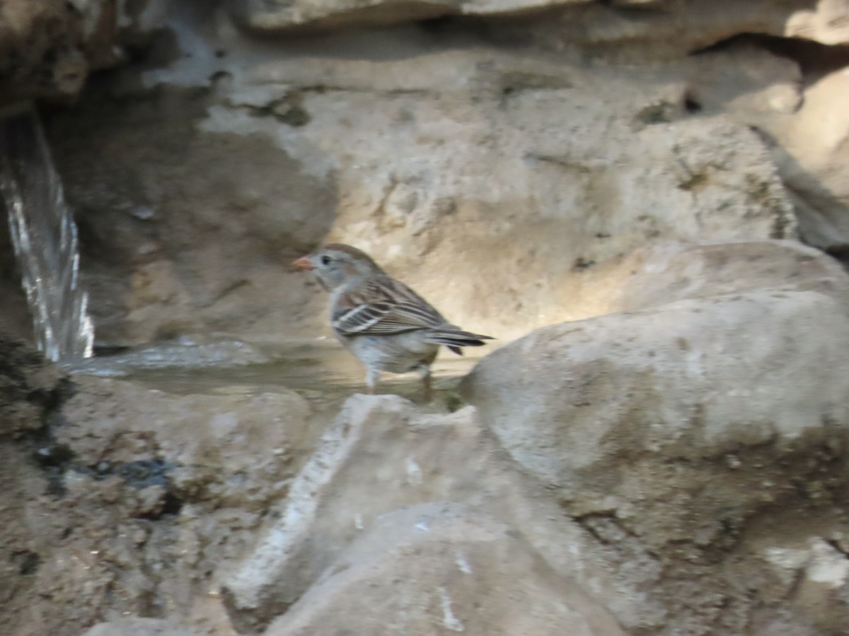 Field Sparrow - Carol Comeau