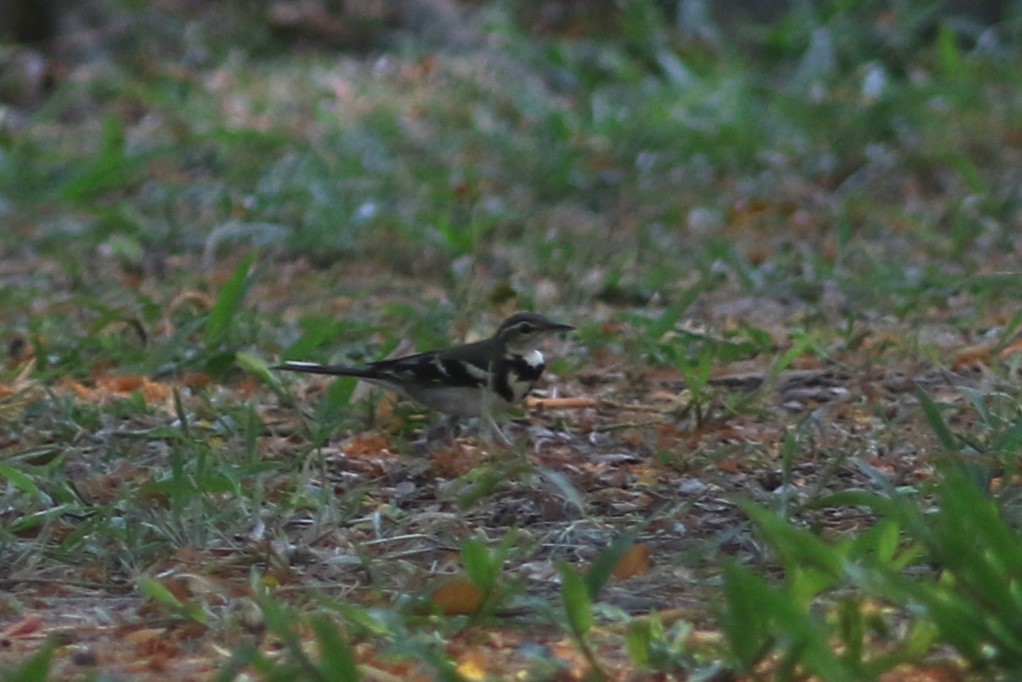 Forest Wagtail - ML618076057