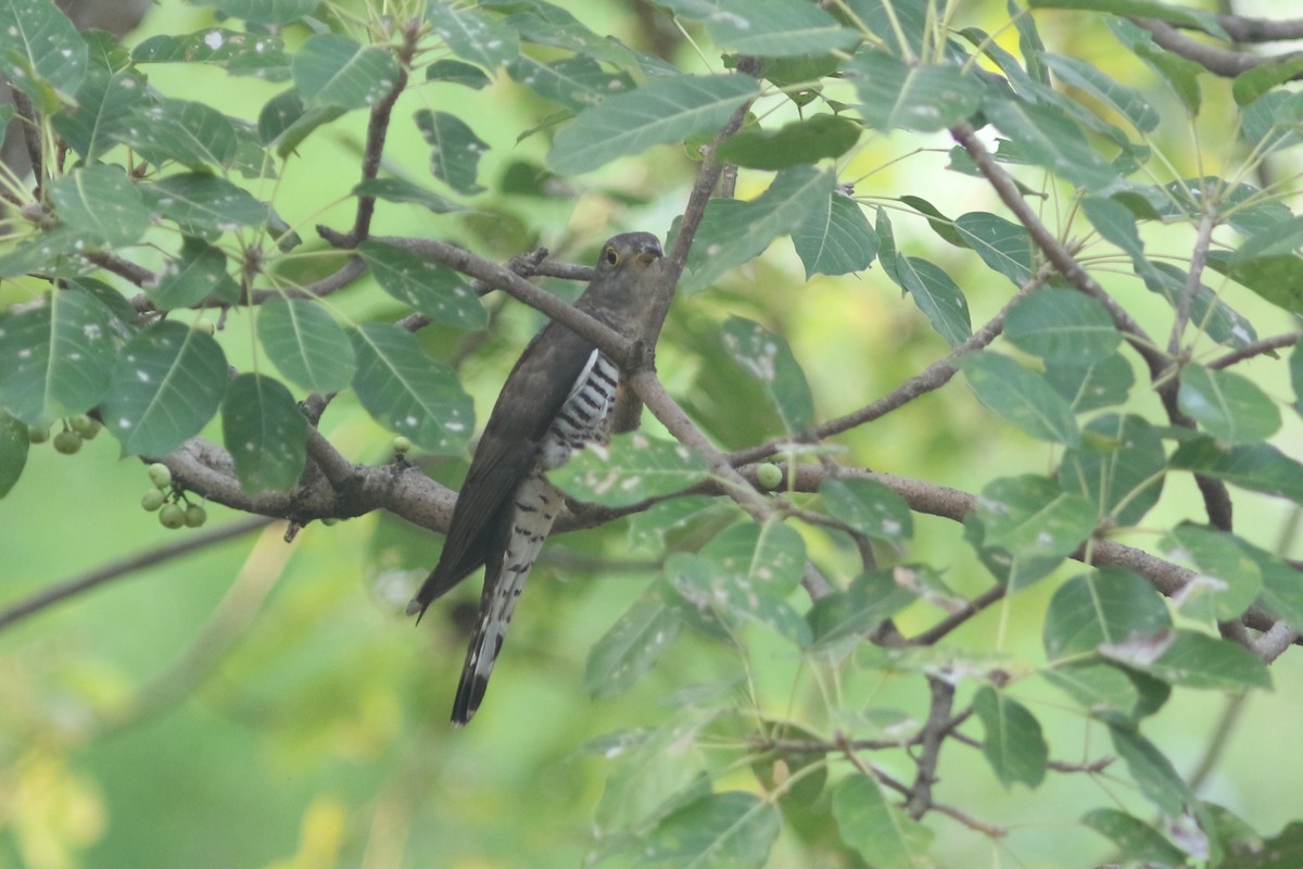 Indian Cuckoo - Benjamin Pap