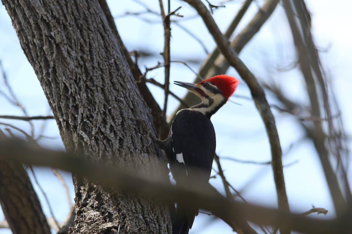Pileated Woodpecker - Andy M