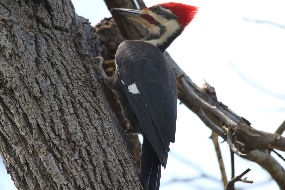 Pileated Woodpecker - ML618076112